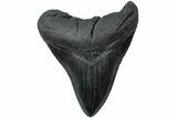 Serrated, Fossil Megalodon Tooth - South Carolina #231773-1